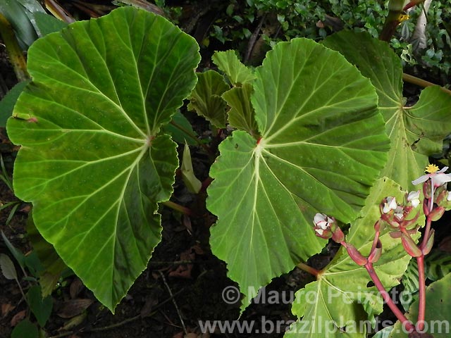 B. boraceiensis